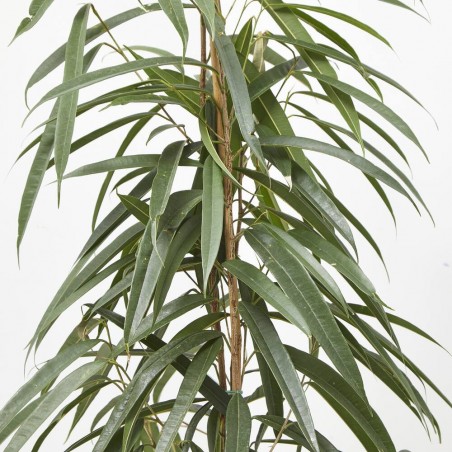 FICUS ALII MACETA 20CM