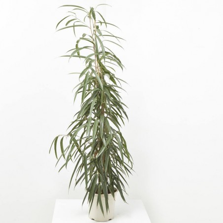 FICUS ALII MACETA 20CM