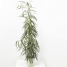 FICUS ALII MACETA 20CM