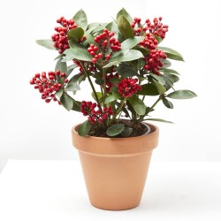 SKIMMIA OBSESSION M-15