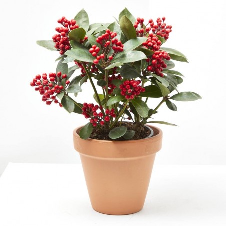 SKIMMIA OBSESSION M-15