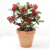SKIMMIA OBSESSION M-15