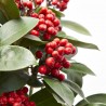 SKIMMIA OBSESSION M-15