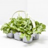 BELLIS BLANCO BANDEJA 6UDS