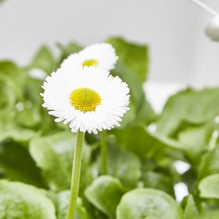 BELLIS BLANCO BANDEJA 6UDS