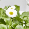 BELLIS BLANCO BANDEJA 6UDS