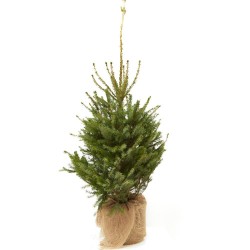 ABETO NATURAL PICEA EXCELSA REPICADO