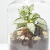 TERRARIO VIVANT D6.7 H13.5