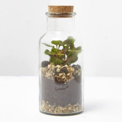 TERRARIO VIVANT D8.2 H17.2