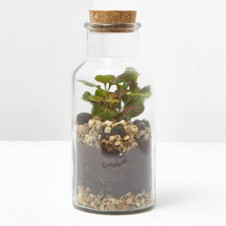 TERRARIO VIVANT D8.2 H17.2