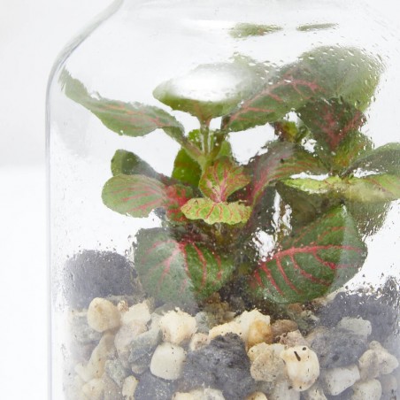 TERRARIO VIVANT D8.2 H17.2