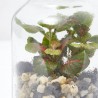 TERRARIO VIVANT D8.2 H17.2