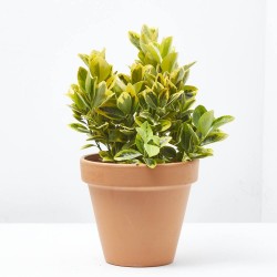 EVONIMUS MACETA 15CM