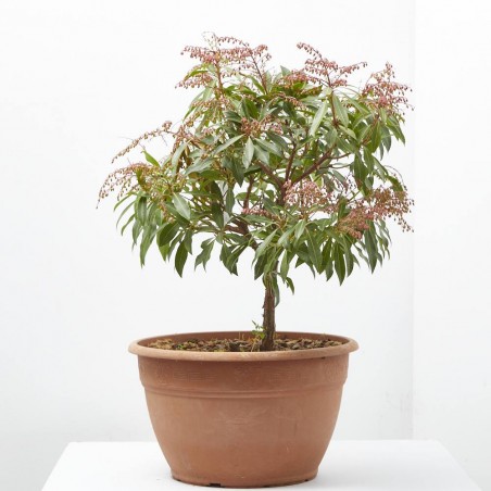 PIERIS TARRINA 8 LITROS