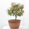 PIERIS TARRINA 8 LITROS