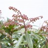 PIERIS TARRINA 8 LITROS
