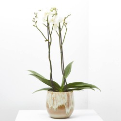 ORQUÍDEA PHALAENOPSIS BLANCA 2TALLOS MACETA 15CM