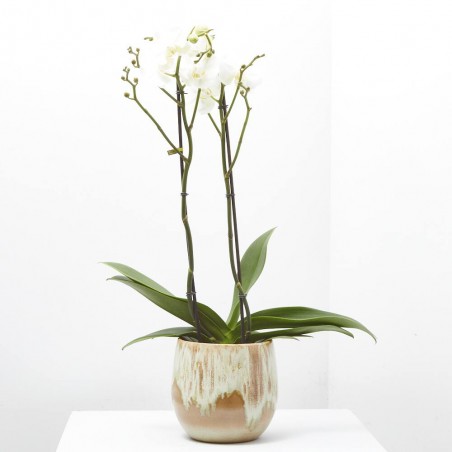 ORQUÍDEA PHALAENOPSIS BLANCA 2TALLOS MACETA 15CM