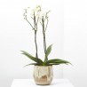 ORQUÍDEA PHALAENOPSIS BLANCA 2TALLOS MACETA 15CM