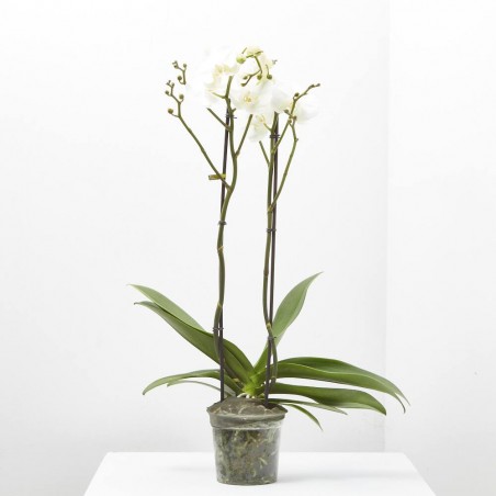 ORQUÍDEA PHALAENOPSIS BLANCA 2TALLOS MACETA 15CM