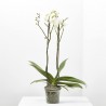 ORQUÍDEA PHALAENOPSIS BLANCA 2TALLOS MACETA 15CM