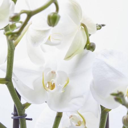 ORQUÍDEA PHALAENOPSIS BLANCA 2TALLOS MACETA 15CM