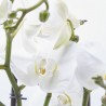 ORQUÍDEA PHALAENOPSIS BLANCA 2TALLOS MACETA 15CM