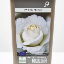 ROSAL GRANDIFLORA WHITE NEIGE