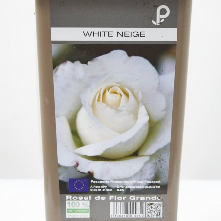 ROSAL GRANDIFLORA WHITE NEIGE