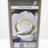 ROSAL GRANDIFLORA WHITE NEIGE