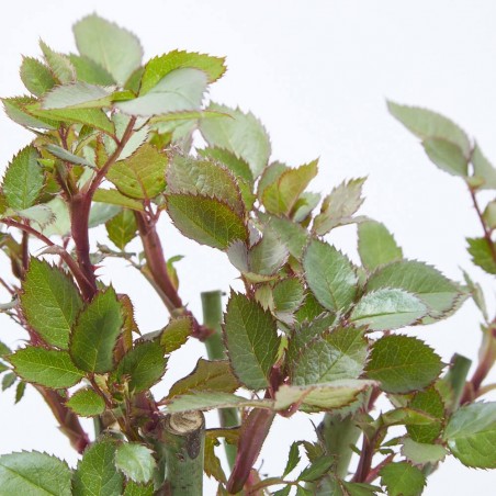 ROSAL GRANDIFLORA WHITE NEIGE