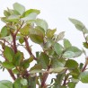ROSAL GRANDIFLORA WHITE NEIGE