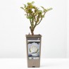 ROSAL GRANDIFLORA WHITE NEIGE