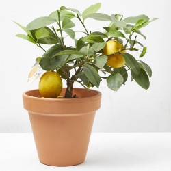 LIMONERO MACETA 15CM