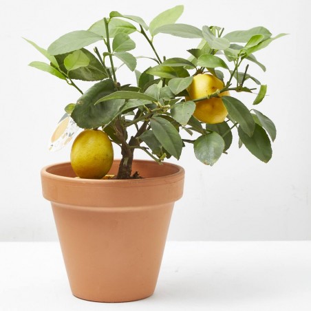 LIMONERO MACETA 15CM