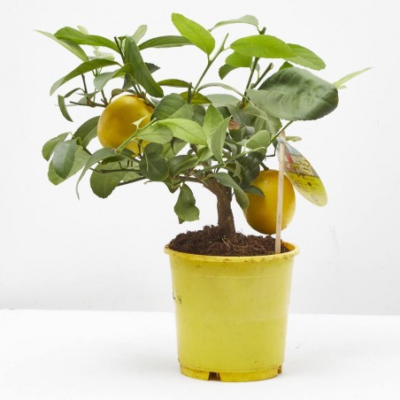 LIMONERO MACETA 15CM