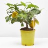 LIMONERO MACETA 15CM