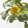 LIMONERO MACETA 15CM