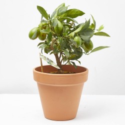 LIMAQUAT MACETA 15CM