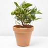 LIMAQUAT MACETA 15CM