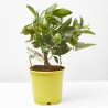 LIMAQUAT MACETA 15CM