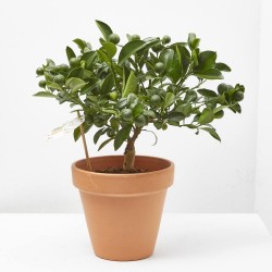 CALAMONDIN MACETA 15CM