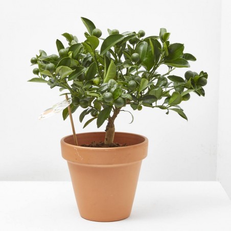 CALAMONDIN MACETA 15CM