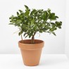 CALAMONDIN MACETA 15CM