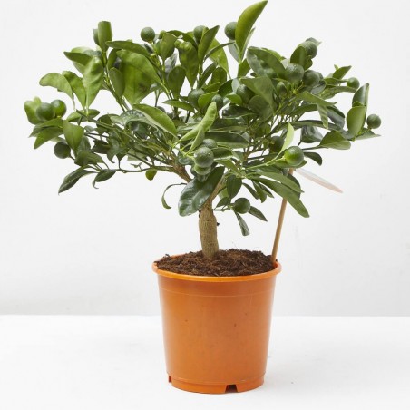 CALAMONDIN MACETA 15CM