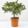 CALAMONDIN MACETA 15CM