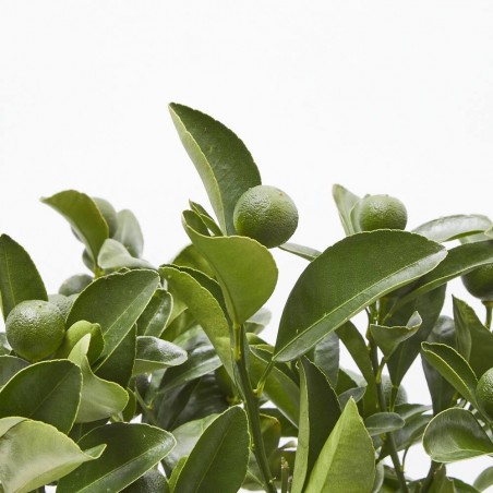 CALAMONDIN MACETA 15CM