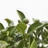 CALAMONDIN MACETA 15CM