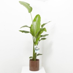 AVE DEL PARAÍSO FLOR BLANCA MACETA 23CM
