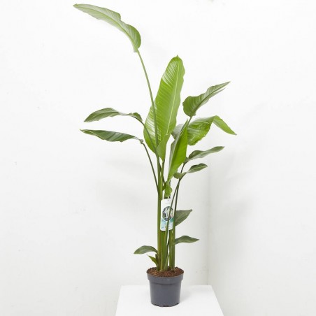 AVE DEL PARAÍSO FLOR BLANCA MACETA 23CM